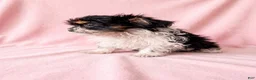 Mixed Breed dogs for sale: Sugar - Ad 4