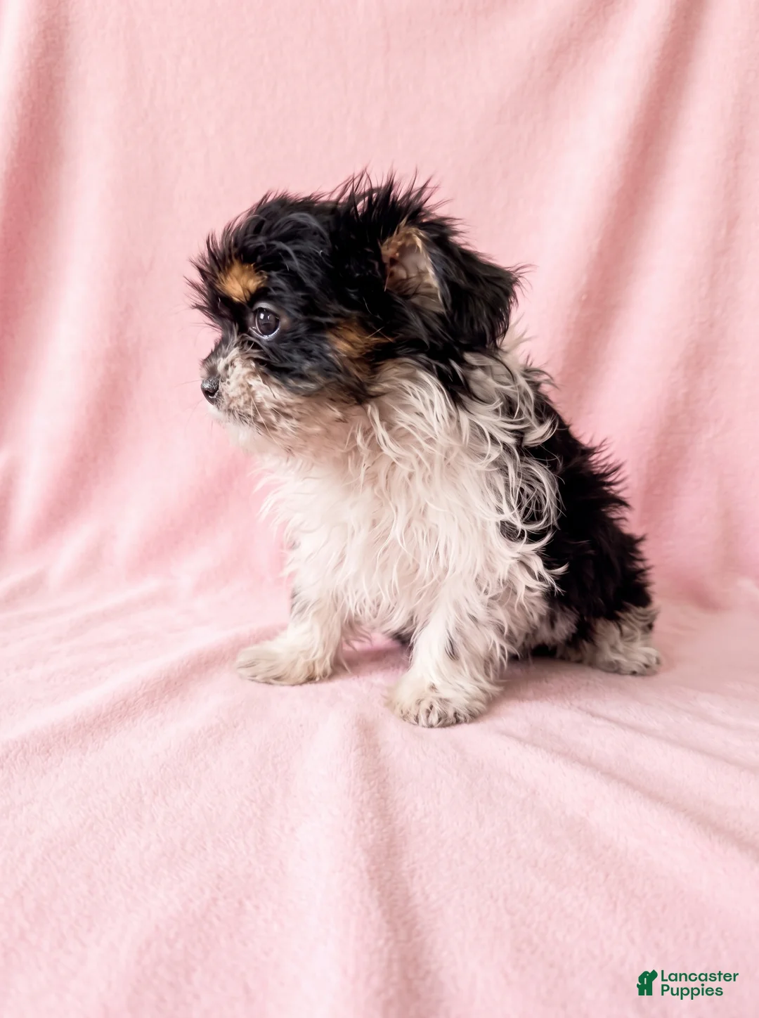 Mixed Breed dogs for sale: Sugar - Ad 4