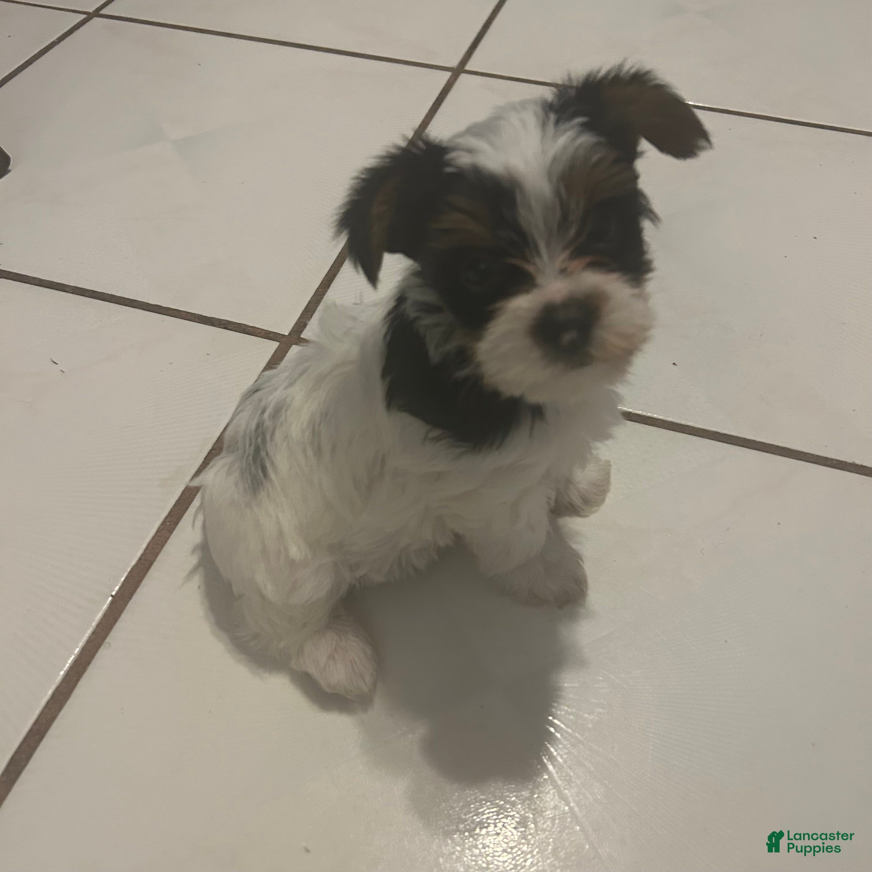 Yorkshire Terrier dogs Yorkshire Terrier Puppy 3 - Ad 19
