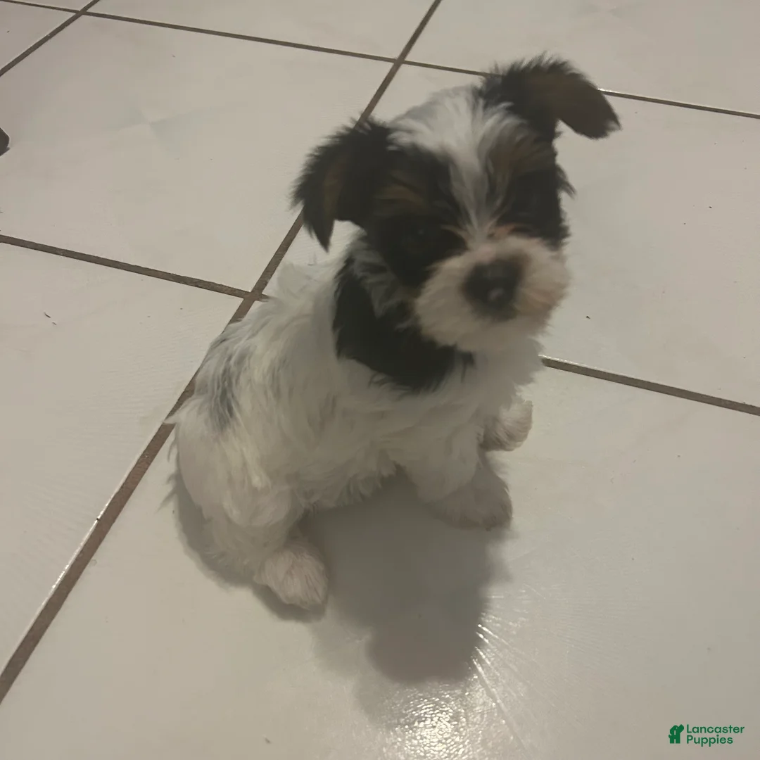 Yorkshire Terrier dogs for sale: Yorkshire Terrier Puppy 3 - Ad 1