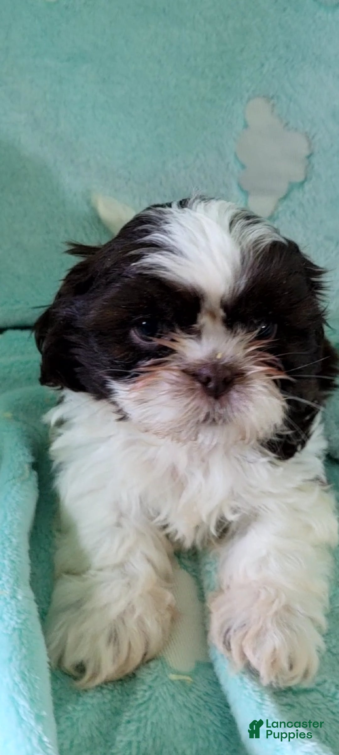 Shih Tzu dogs Pecan AKC - Ad 2