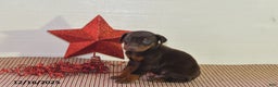 Doberman Pinscher dogs for sale: Chip - Ad 2