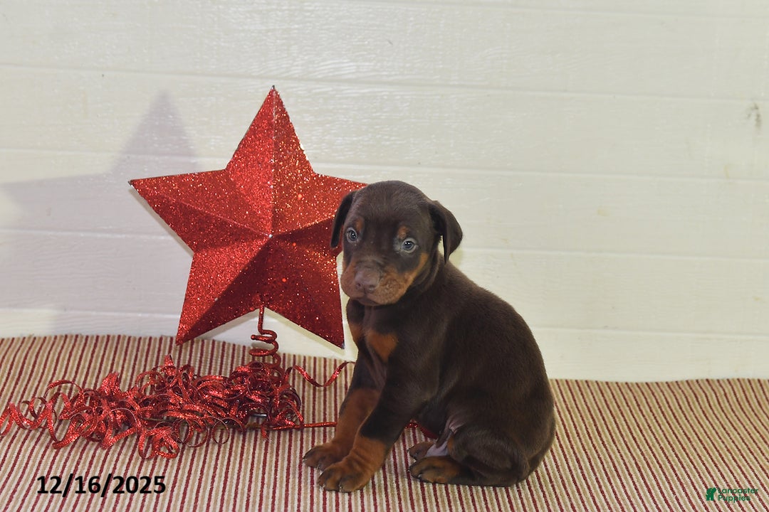 Doberman Pinscher dogs for sale: Chip - Ad 2