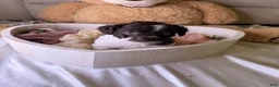 Cockapoo dogs for sale: Kim - Ad 9