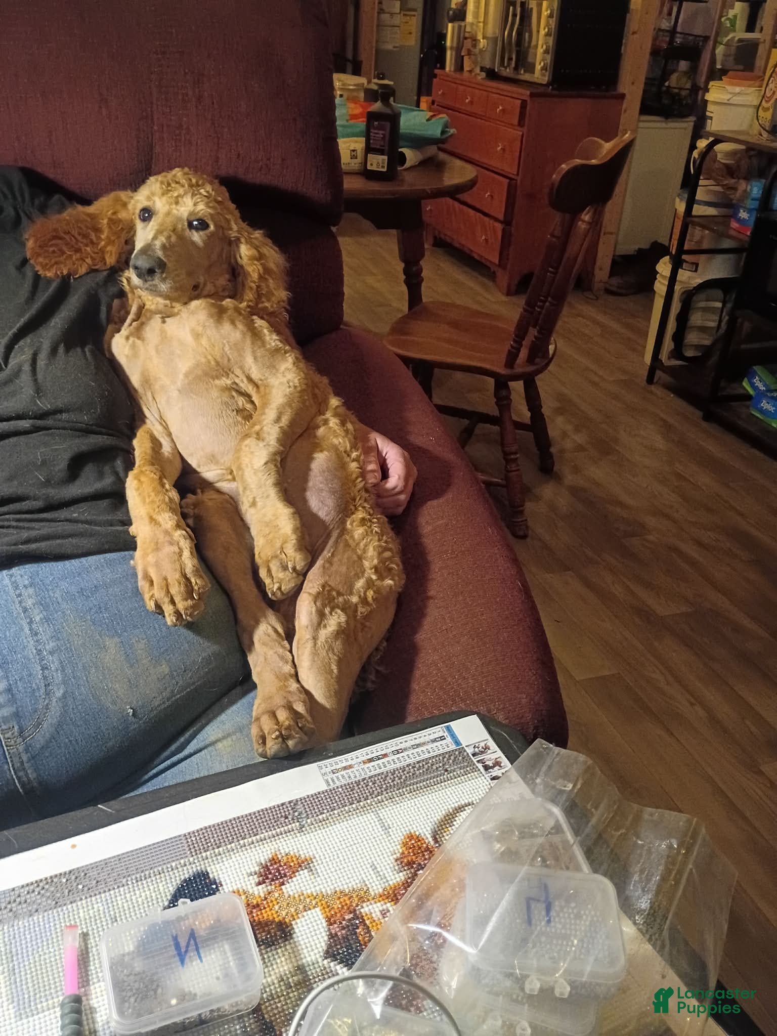 Standard Poodle dogs REDUCED!!! Standard Poodle Puppy 3 - Ad 24