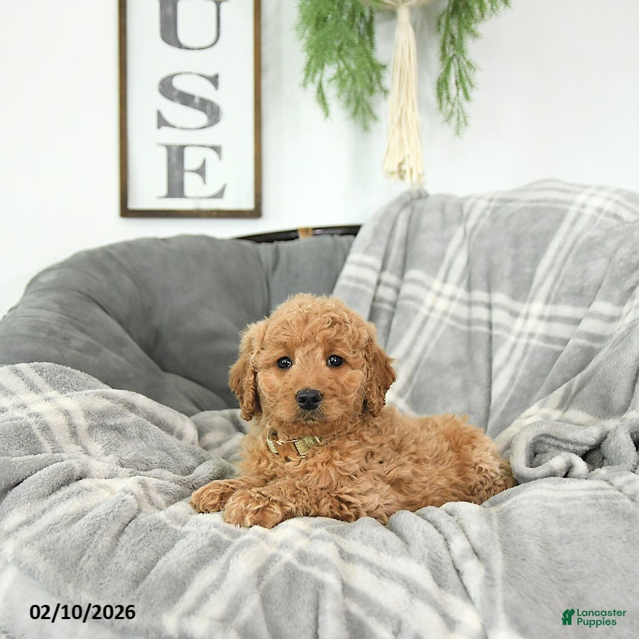 Mini Goldendoodle dogs Beau - Ad 2