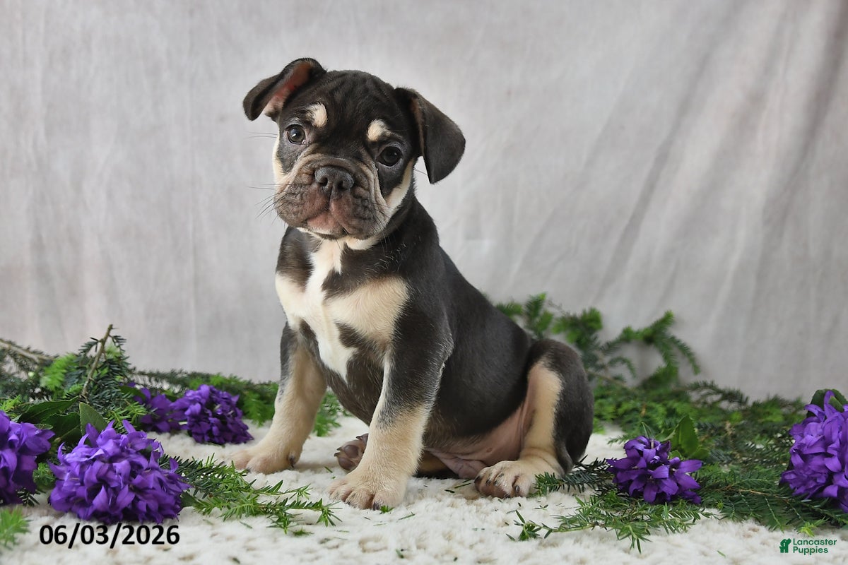 French Bulldog dogs Henrick - Ad 2