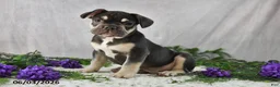 French Bulldog dogs for sale: Henrick - Ad 2