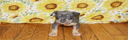 American Bully dogs for sale: XL American Bully 2 - Ad 2