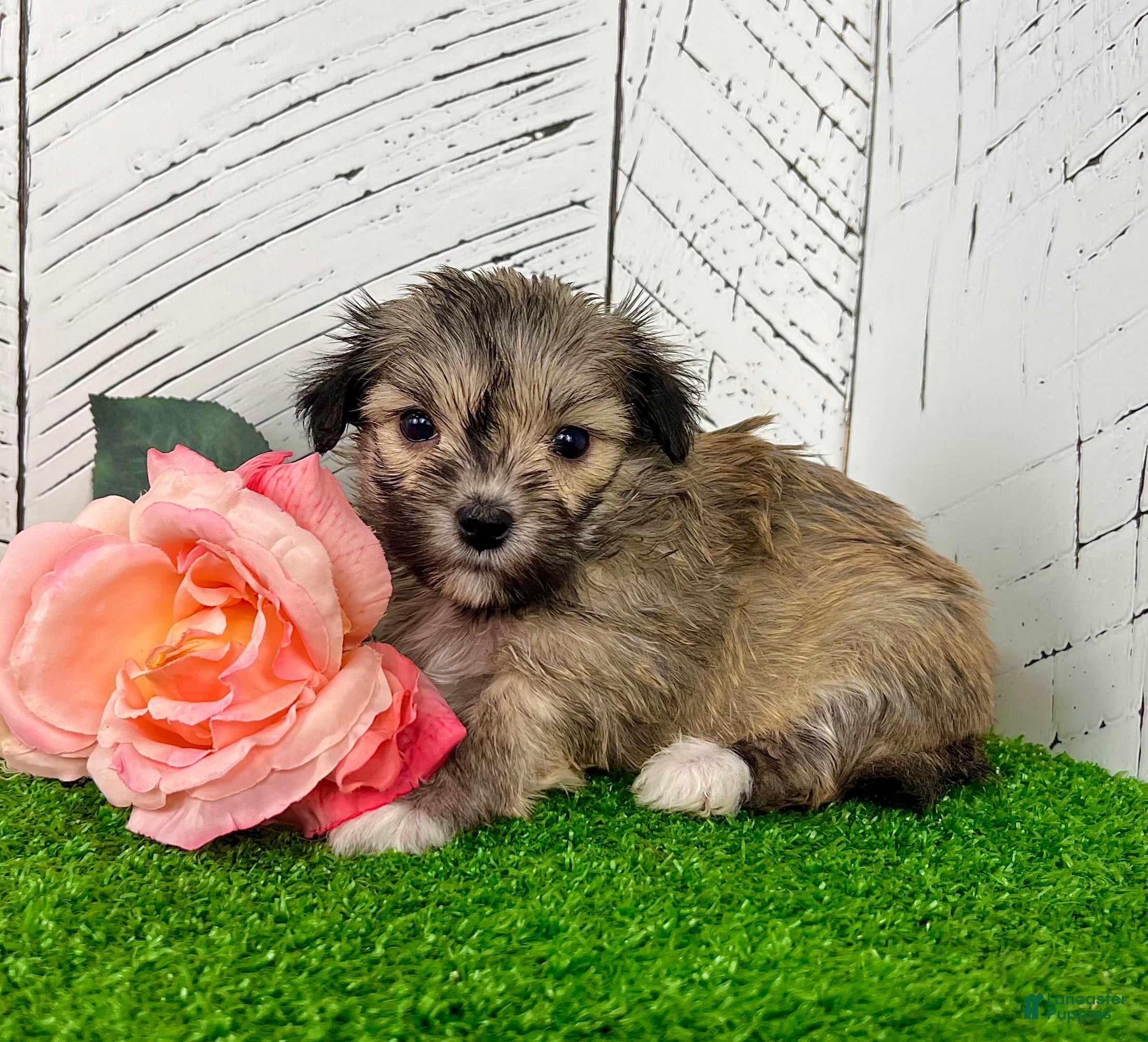 Havanese dogs Carmen - Ad 1