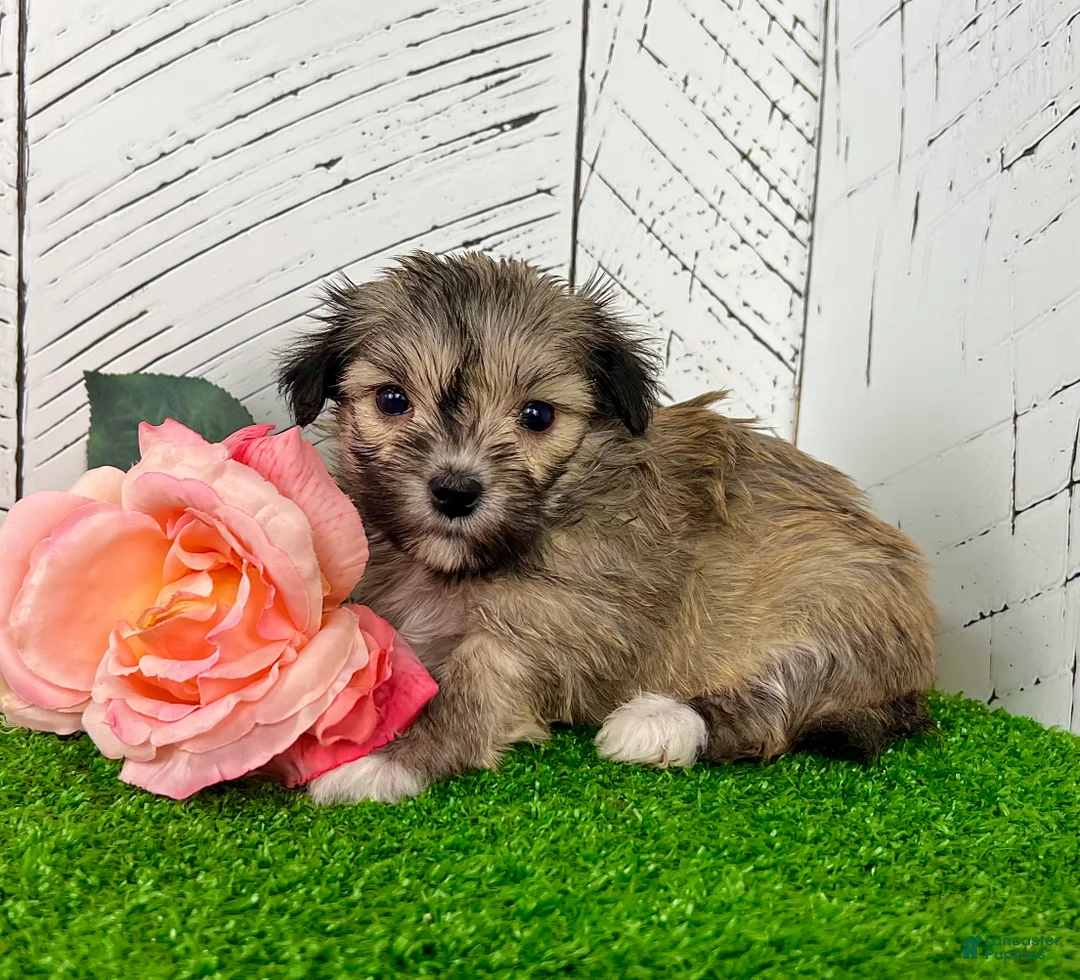 Havanese dogs for sale: Carmen - Ad 1