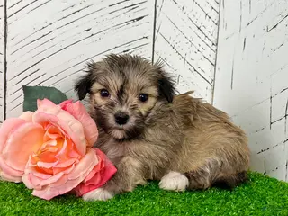 Havanese dogs for sale: Carmen - Ad 3