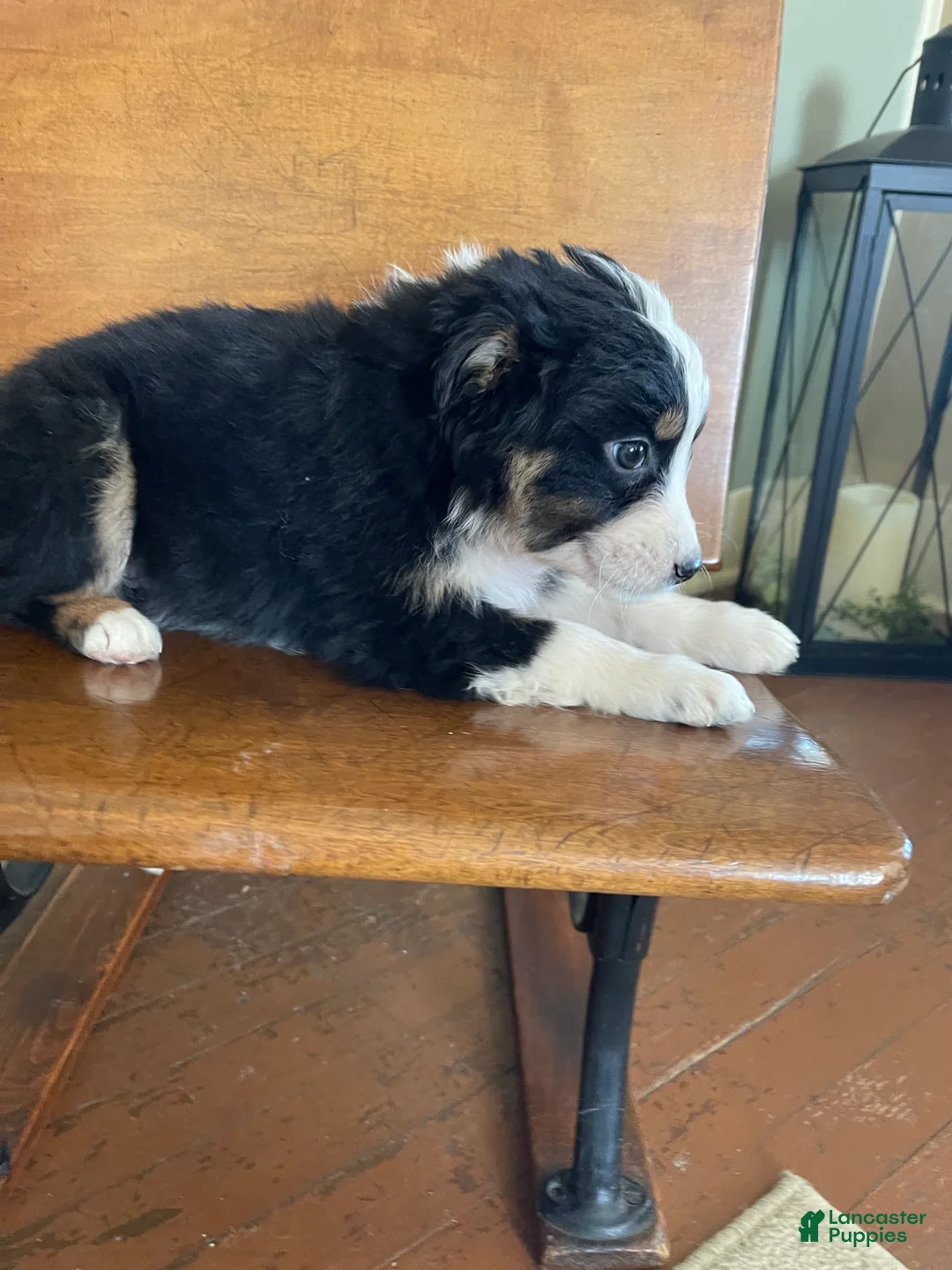 Australian Shepherd dogs for sale: Ruby  - Ad 3