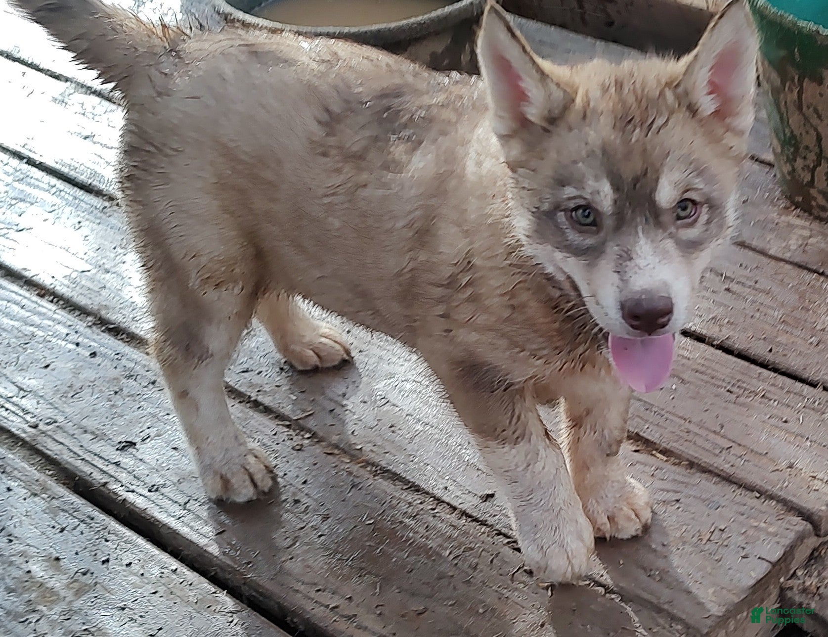 Siberian Husky dogs Siberian Husky Puppy 3 - Ad 42
