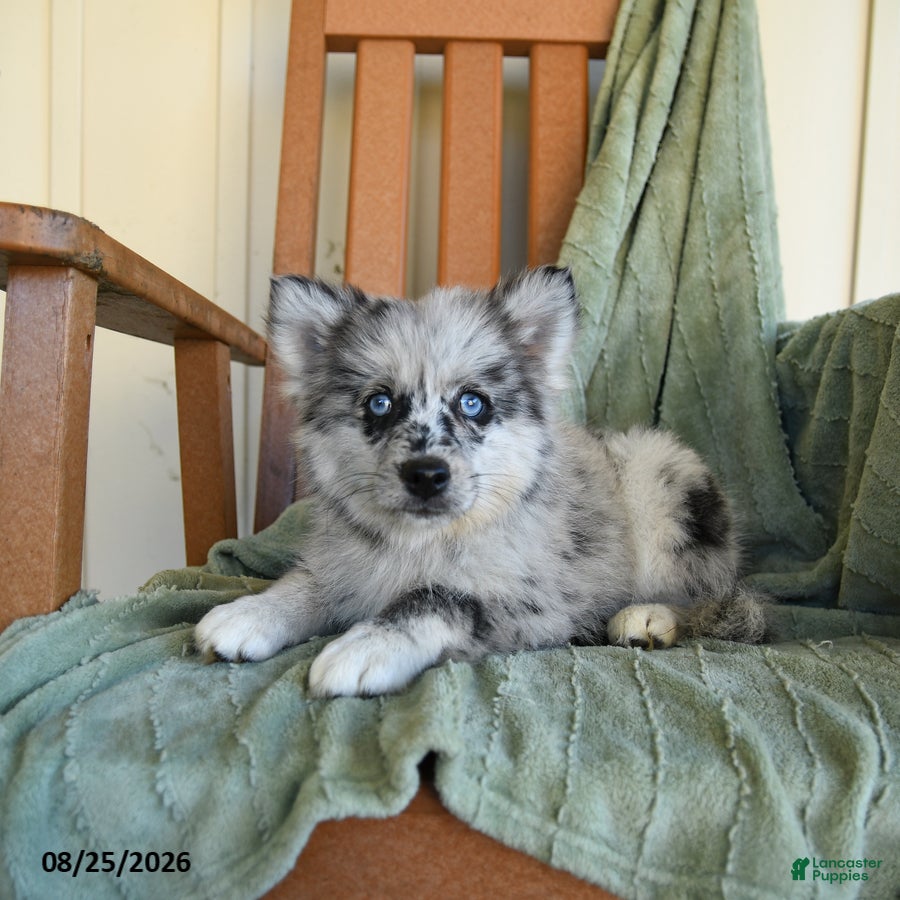 Pomsky dogs Zolton - Ad 2