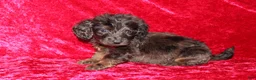 Doxiepoo dogs for sale: Doxiepoo Dory - Ad 11