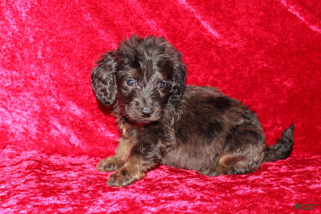 Doxiepoo dogs for sale: Doxiepoo Dory - Ad 11