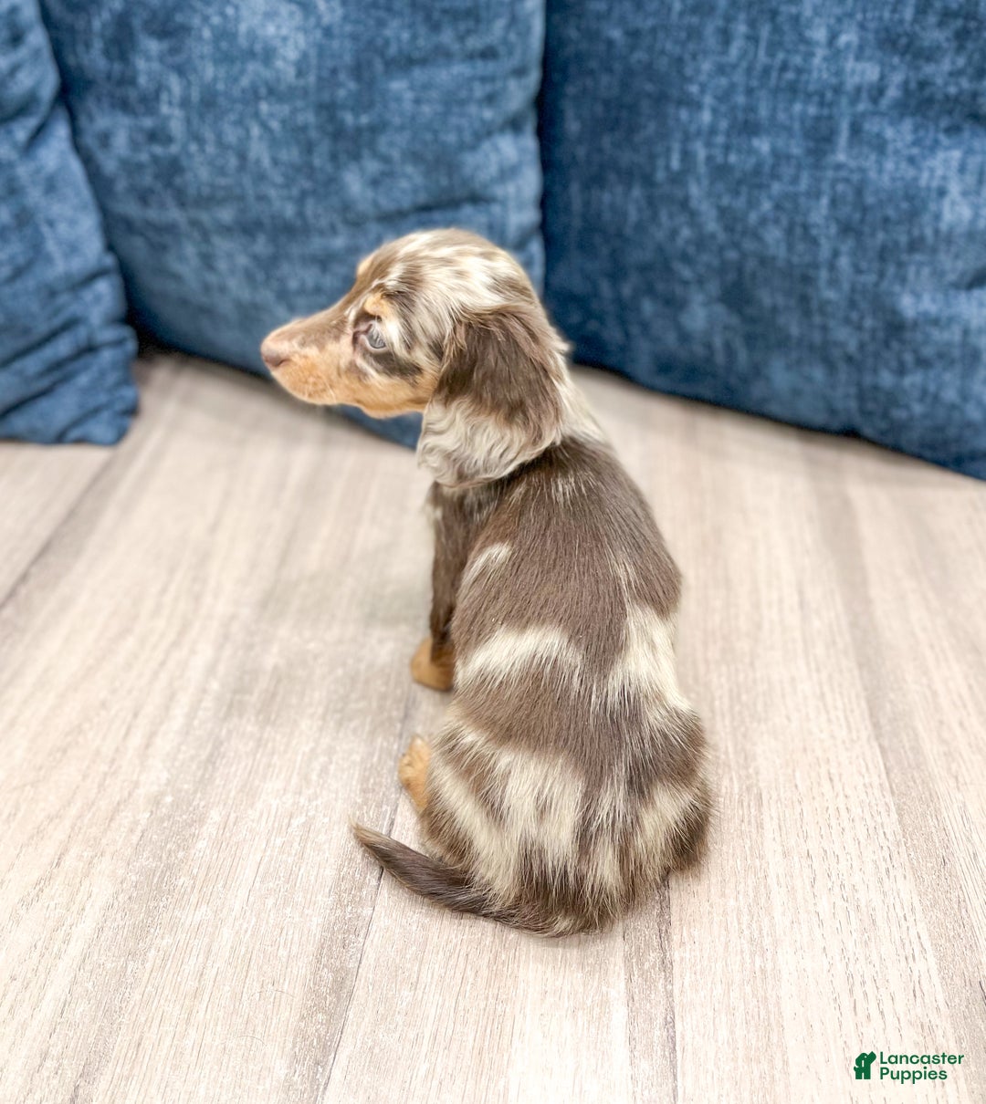 Miniature Dachshund dogs for sale: Cookie - Ad 5