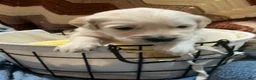 Golden Retriever dogs for sale: Black collar- Sonic  - Ad 5