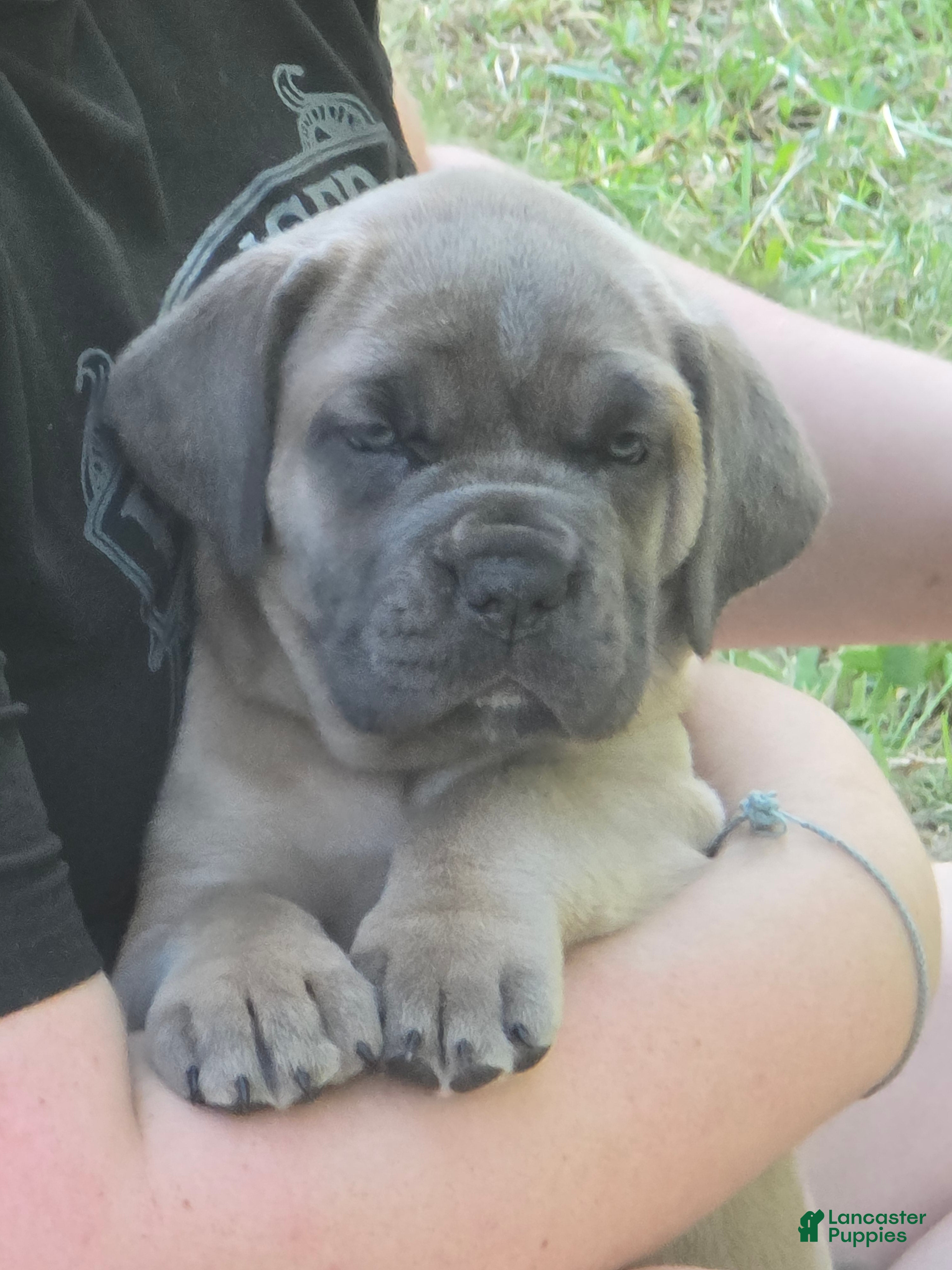 Cane Corso dogs Cane Corso Puppy 7 - Ad 2