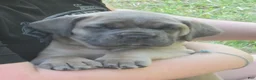 Cane Corso dogs for sale: Cane Corso Puppy 7 - Ad 2