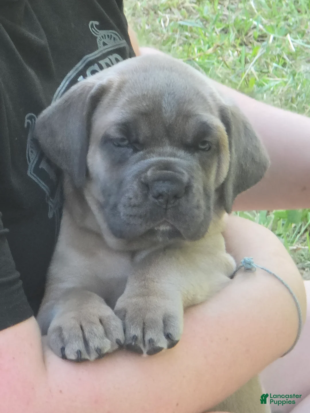 Cane Corso dogs for sale: Cane Corso Puppy 7 - Ad 2