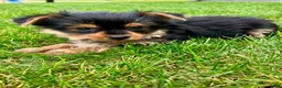 Yorkshire Terrier dogs for sale: Axel - Ad 6