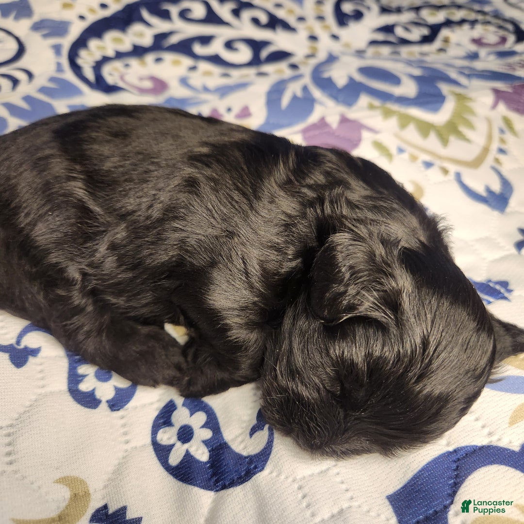Shihpoo dogs for sale: Shihpoo Puppy 1 - Ad 8