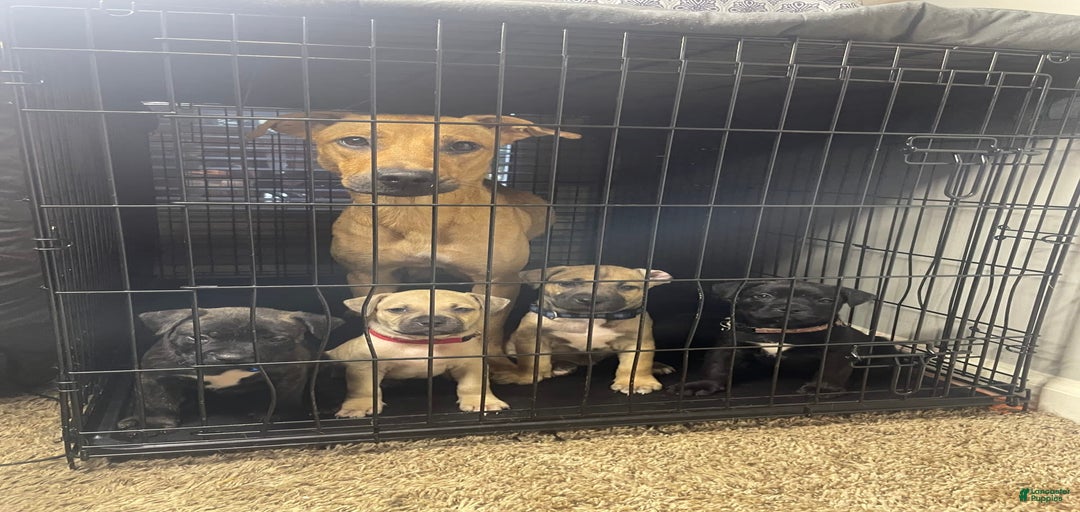 Gallery Image {{count}}