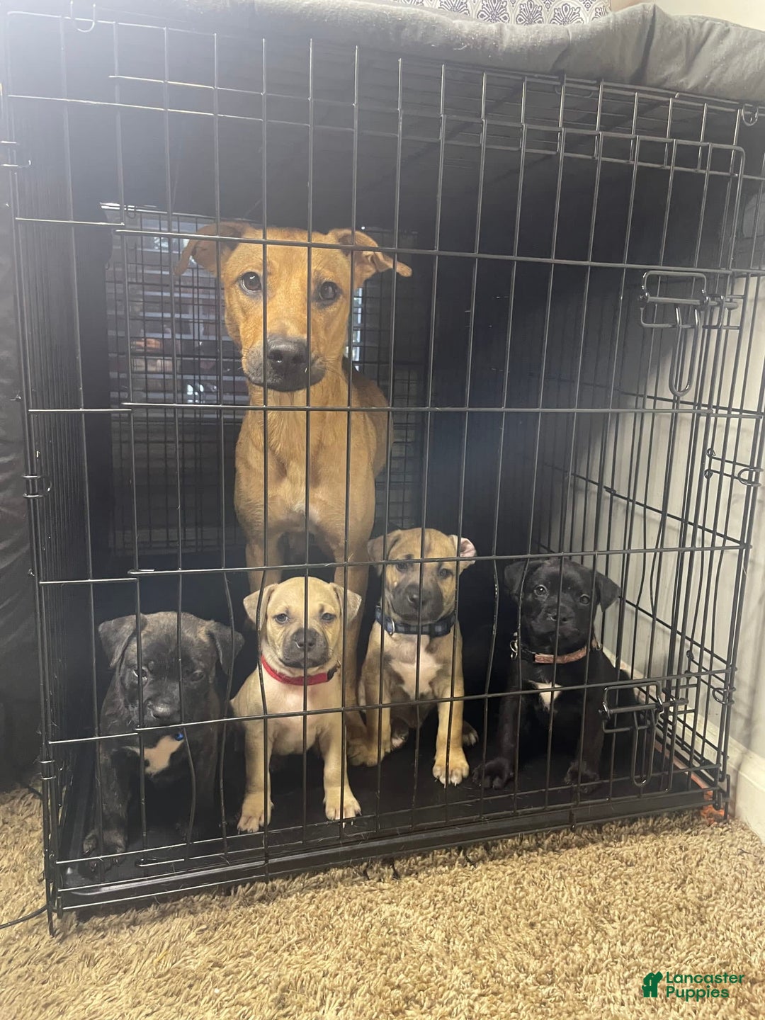 Gallery Image {{count}}