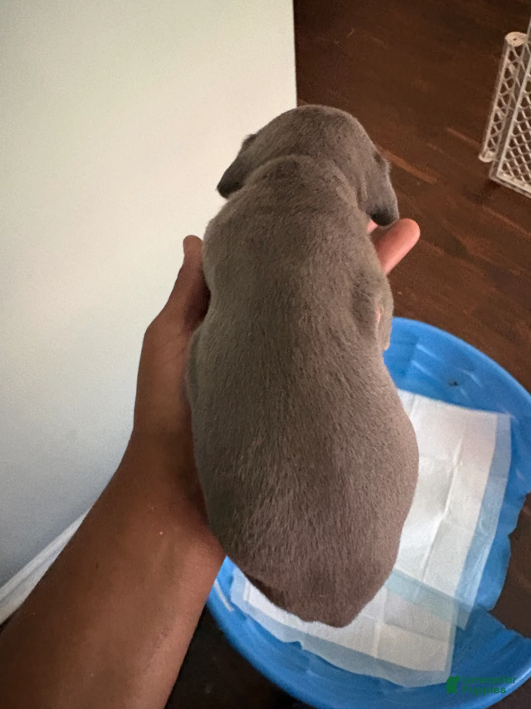 Mixed Breed dogs for sale: Pup 6 - Ad 2