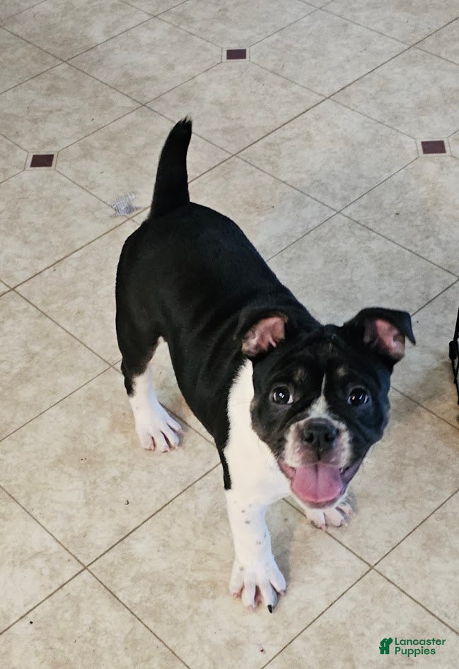 Mixed Breed dogs Black Star Mini- SALE! - Ad 18