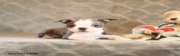 Boston Terrier dogs for sale: Heather - Ad 4