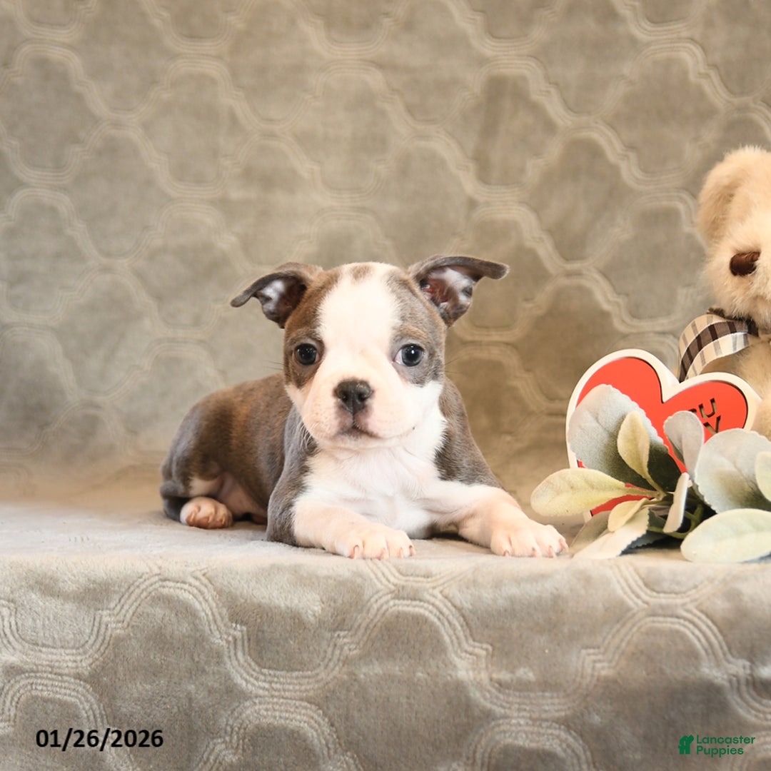 Boston Terrier dogs for sale: Heather - Ad 4