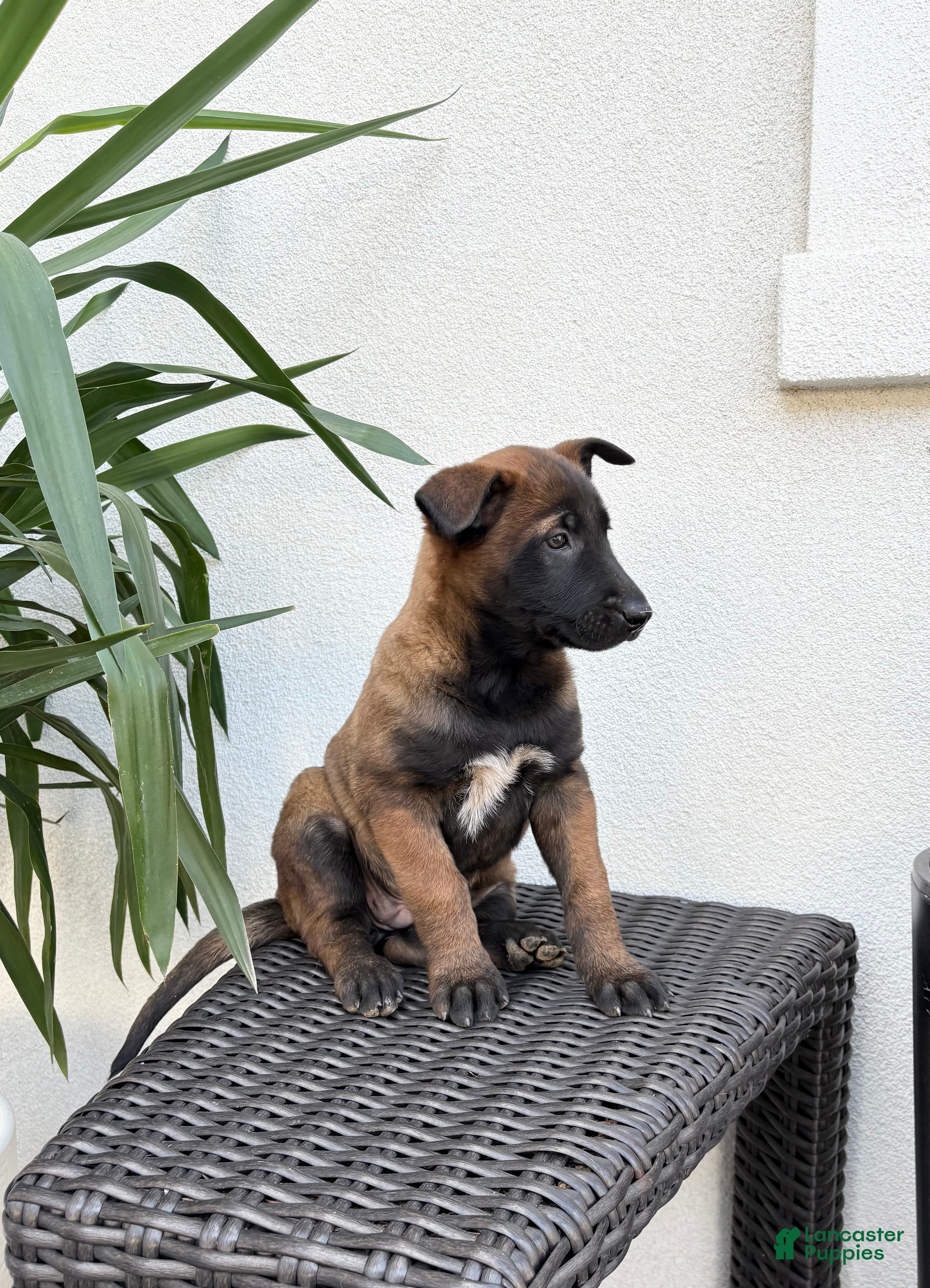 Belgian Malinois dogs Belgian Malinois Puppy (Molly) - Ad 2