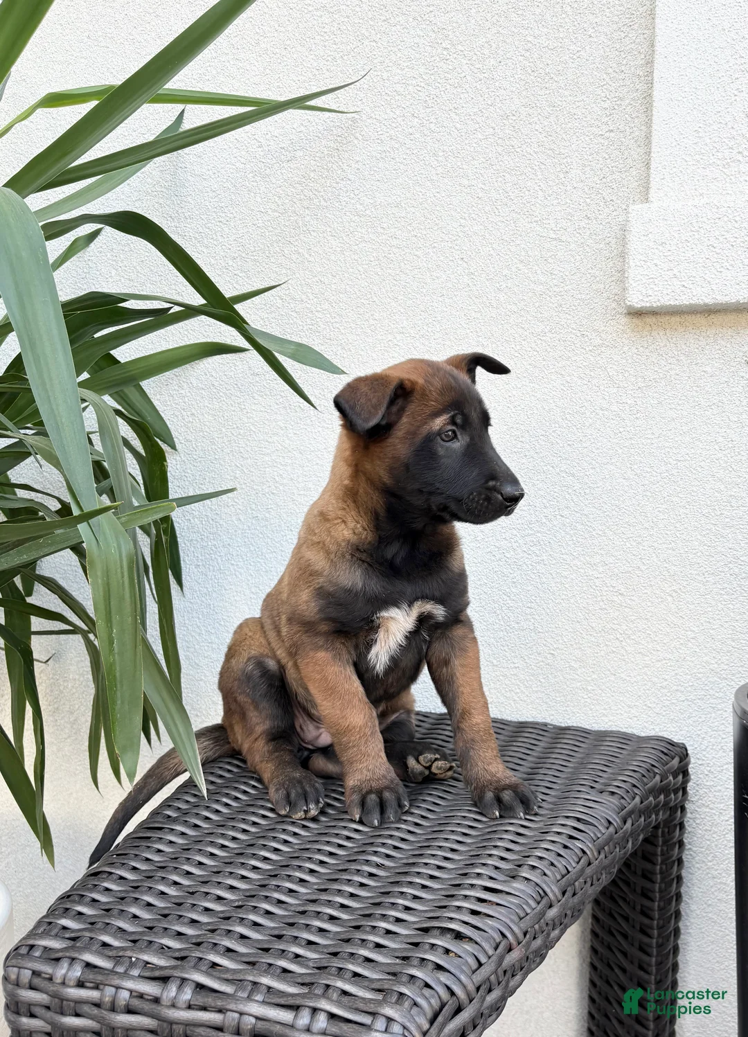 Belgian Malinois dogs for sale: Belgian Malinois Puppy (Molly) - Ad 2