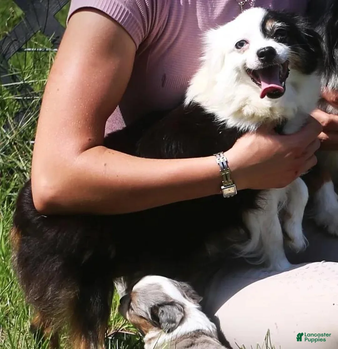 Toy Australian Shepherd dogs for sale: Toy Australian Shepherd 2 - Ad 7