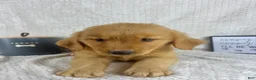 Golden Retriever dogs for sale: Rhett - Ad 5