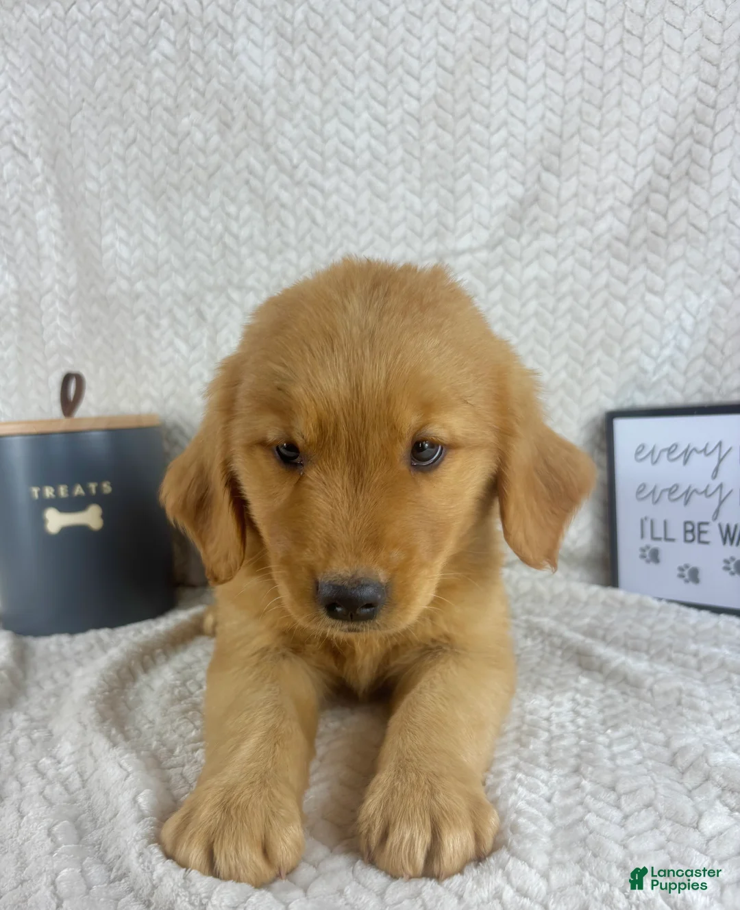 Golden Retriever dogs for sale: Rhett - Ad 5