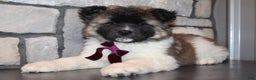 Akita dogs for sale: Lucy - Ad 2