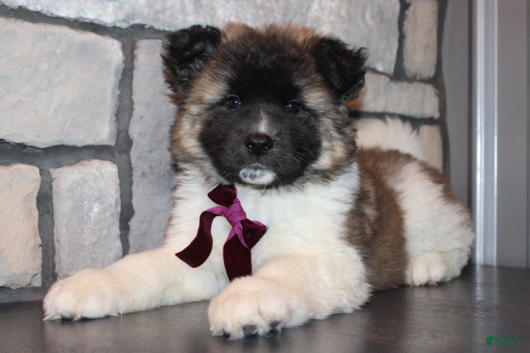 Akita dogs for sale: Lucy - Ad 2