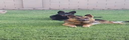 German Shepherd dogs for sale: Ragnar  - Ad 3