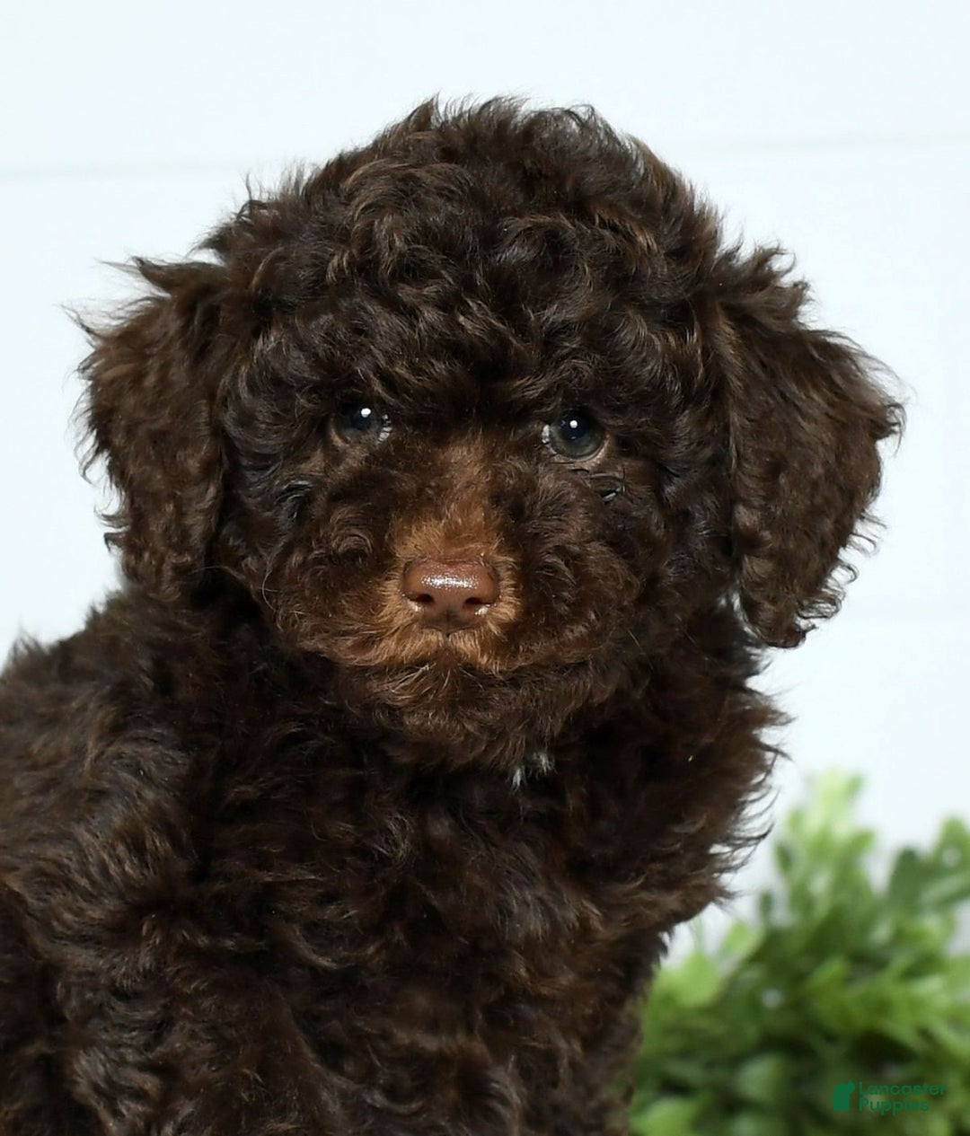 Miniature Poodle dogs for sale: Jinger - Ad 5