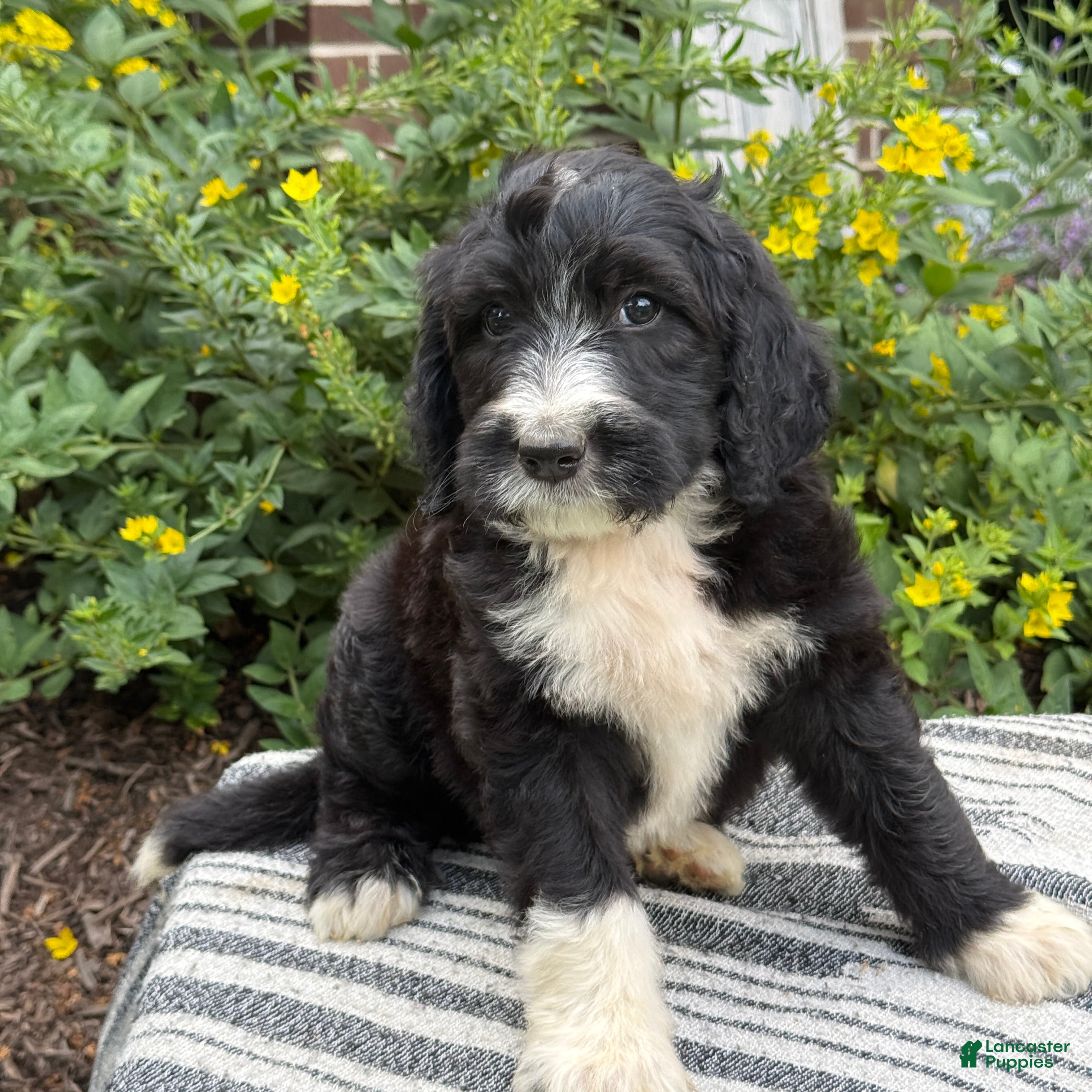 Mixed Breed dogs Guiness - Ad 1
