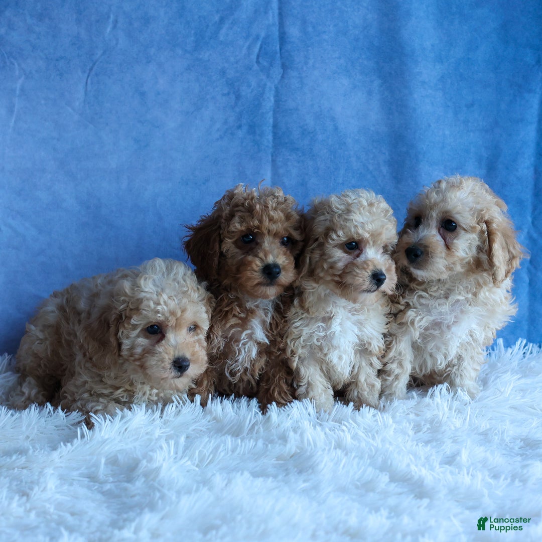 Miniature Poodle dogs for sale: LINSEY - Ad 2