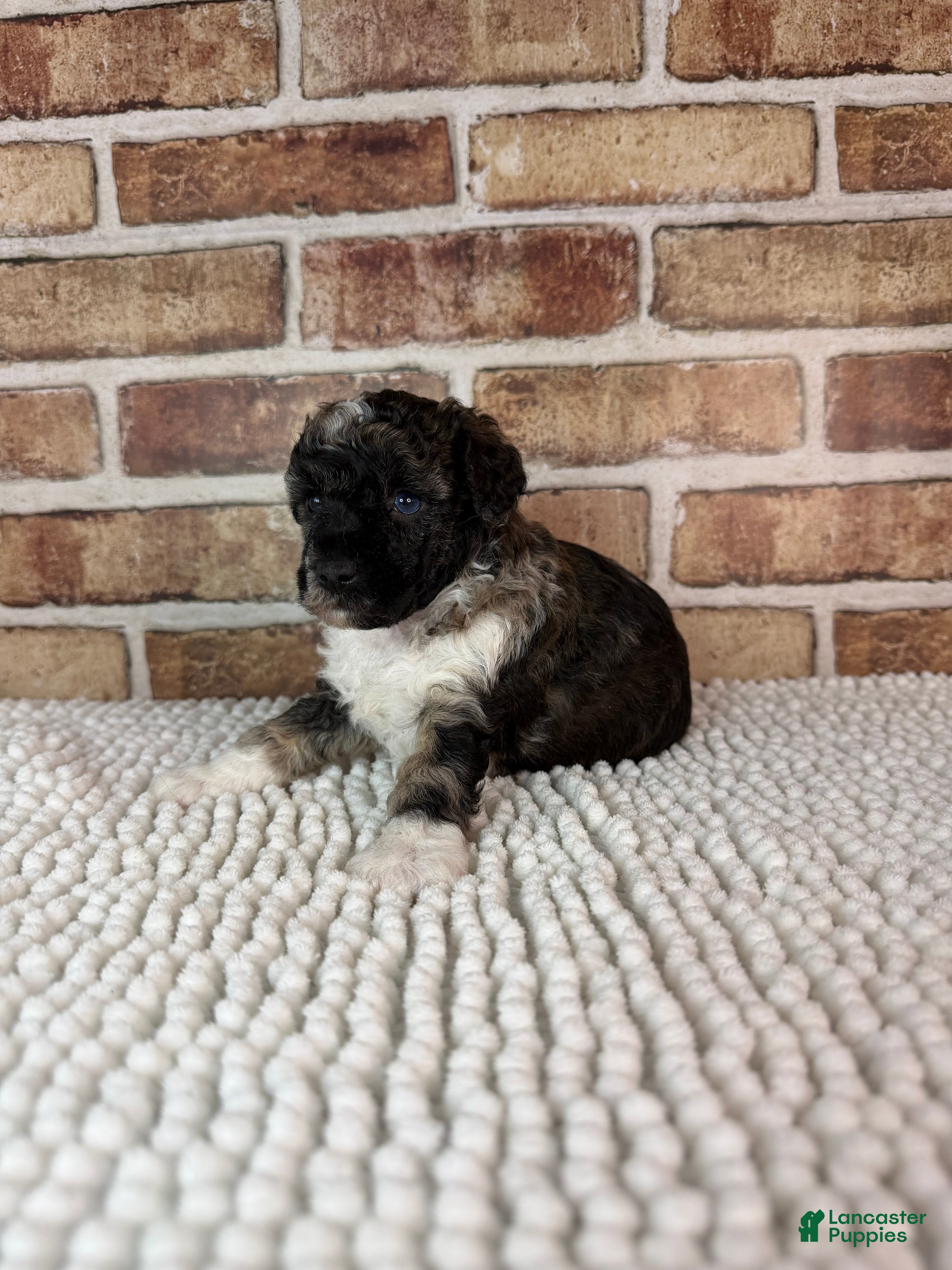 Toy Poodle dogs AKC Wilder - Ad 42