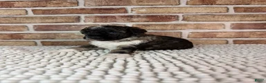 AKC Wilder
