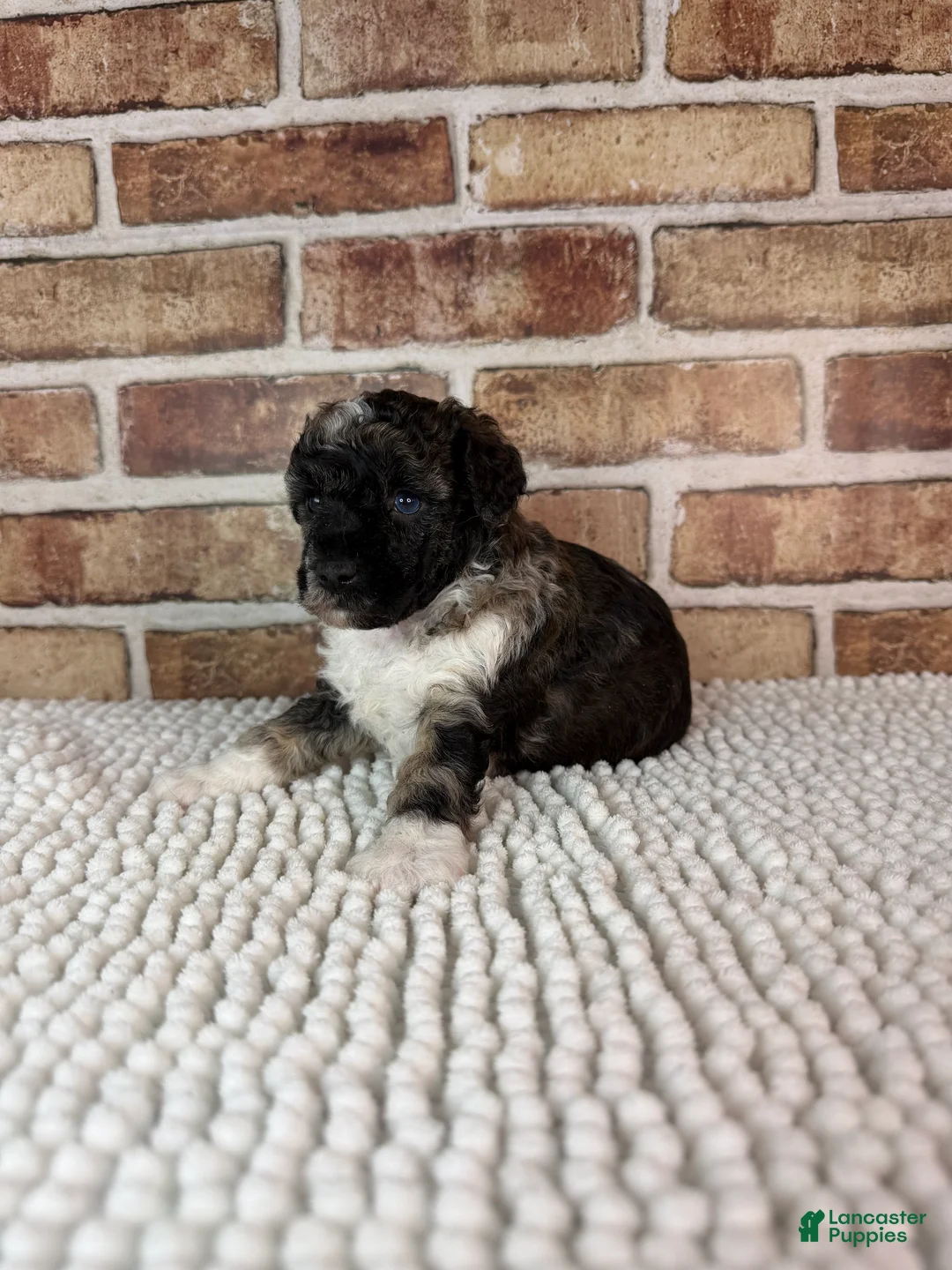 Toy Poodle dogs for sale: AKC Wilder - Ad 1