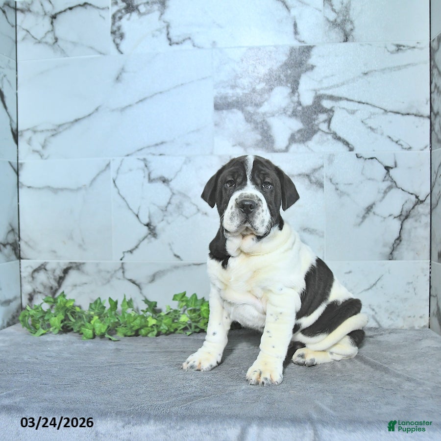 Mini Hippo dogs Oreo - Ad 1