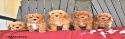 Miniature Poodle dogs for sale: Autumn - Ad 5